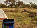 Tarpo Industries using Current in the middle of an African Safari -- amazing!